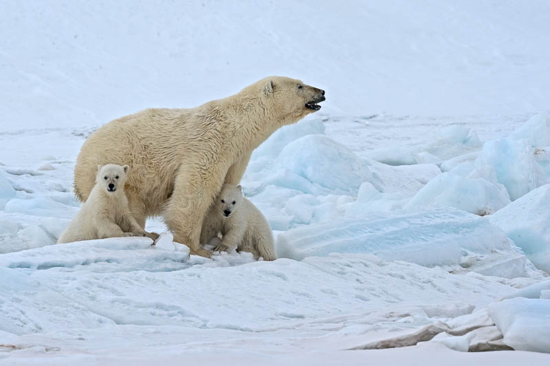 188_Svalbard_2015_12273-9 Two cubs and their mother