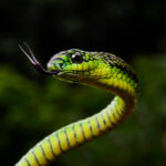 Boomslang snake