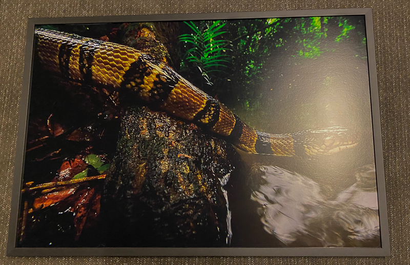 Vattenkobra nr. 2 Congolese water cobra, Congo 2011