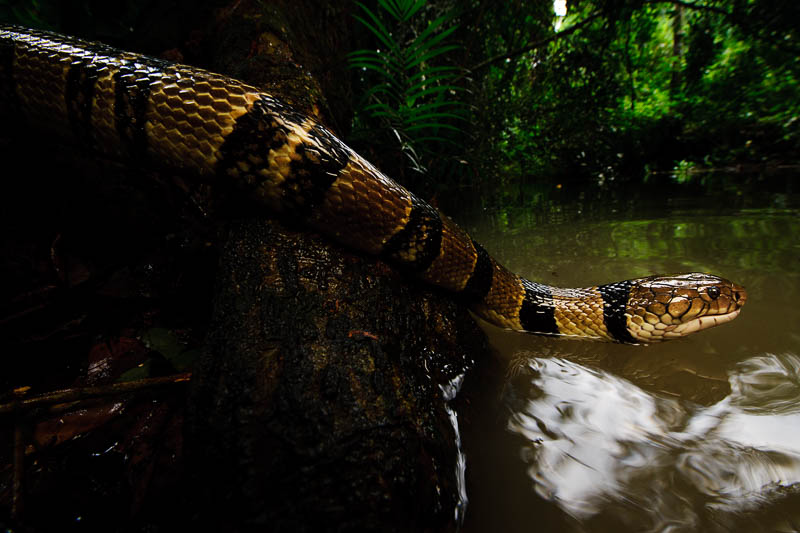 Vattenkobra Water cobra