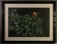 193_5 Rhinocerus hornbill