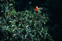 Rhinocerus hornbill; Noshörningsnäshornsfågel