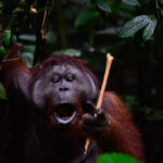 Orangutan with stick