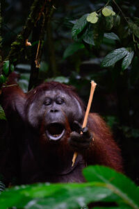 195_14176_Borneo_DanumValley