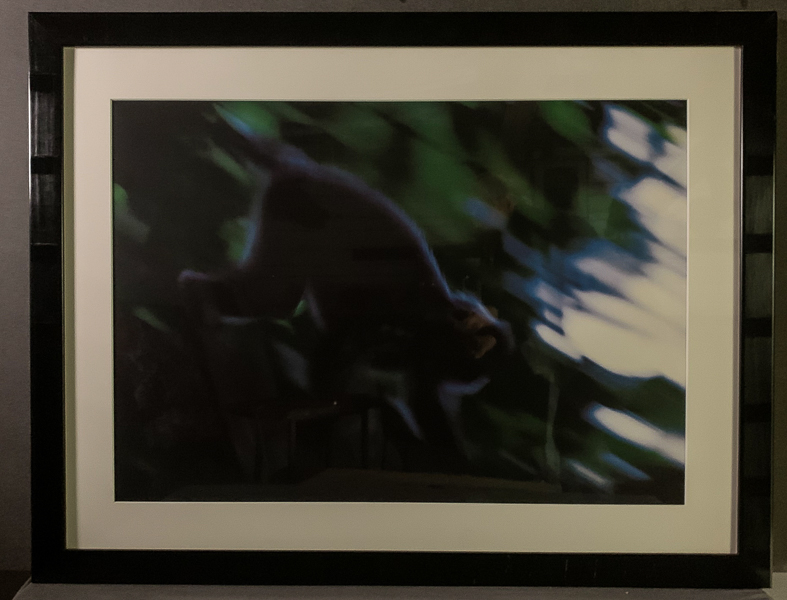 201 Silvery langur on its way down