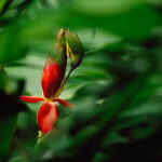Sunbird sucking nectar flower