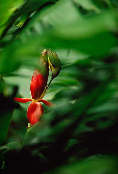 X6251 102060 20 001 Sunbird sucking nectar flower