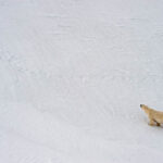 Wandering polar bear