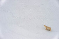 212_Svalbard_2015_11767-9