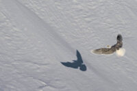 213_Svalbard_2015_06949-9