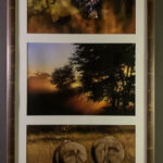 Animals and landscapes in Africa