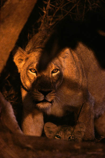 Klum 70 Lions in the shadows