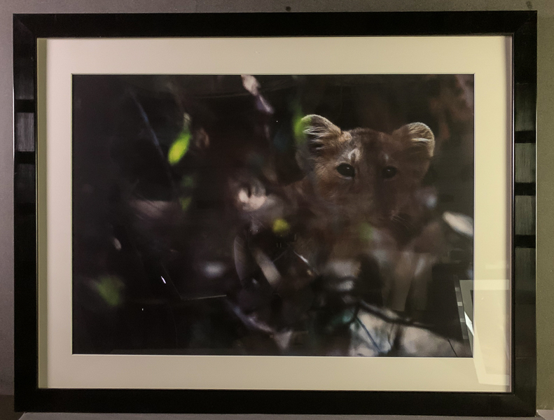 223_05 Lejonunge kikar på sitt gömställe