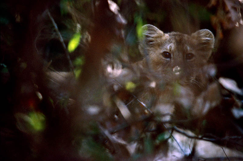 kal 219 The lion cub