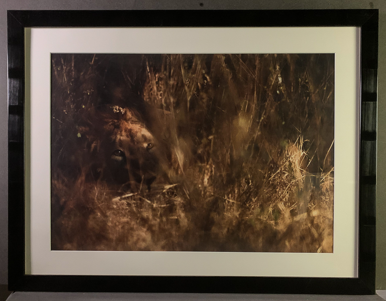 226- The hiding lion