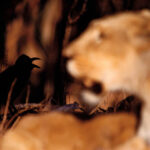 Lion and crow