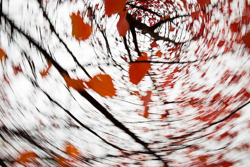 Abstract nature black and red tones