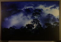 235_King Cobra 325 MM6810