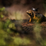 Mockingbird and land iguana