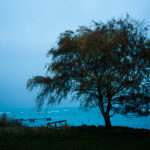 Skåne, träd och hav i blå skymning