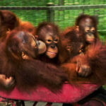 Orangutan cubs riding wheelbarrow