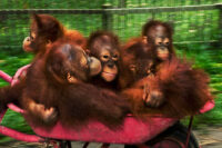 Borneo´s rainforest