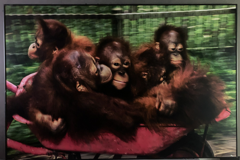 246_MM7455_080323_28314 Orangutang-ungar åker skottkärra