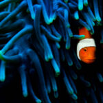 A common clownfish in an anemone II