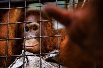 Encaged Orangutan
