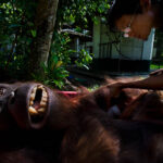 Orangutan is examined by a veterinarian