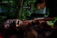 Borneo´s rainforest