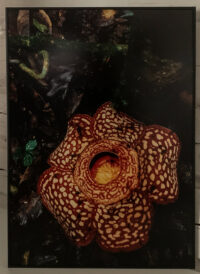 Rafflesia