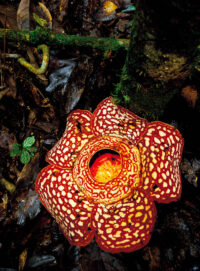 Rafflesia