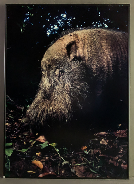 Skäggsvin nr 26 Female Bearded Pig