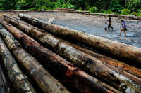 Borneo´s rainforest