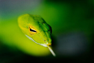 Green whip snake II