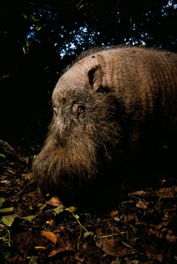 Female Bearded Pig