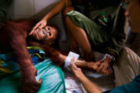 Borneo´s rainforest