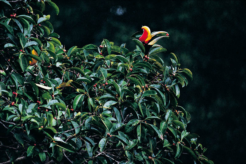 Rhinocerus hornbill; Noshörningsnäshornsfågel Rhinoceros Hornbill