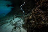 Yellow Lipped Sea Krait (Laticauda colubrina) at Mabualau Island.