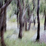 Trees Australia 2008