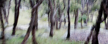Trees Australia 2008
