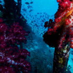 Mjukkoraller o hav. 2011