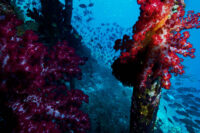 32_Oceans_WestPapua_101003_06827