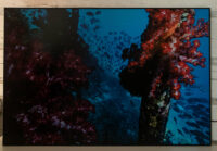 32_Oceans_WestPapua_101003_06827