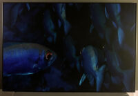 33_Oceans_WestPapua_20101128