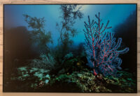 34_Koraller1210_13106