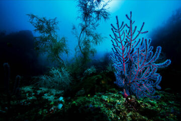 koraller, TREASURES OF THE DEEP. 2011