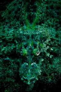 3_Oceans_WestPapua_20101208