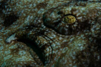 44_Oceans_WestPapua_101001_06466